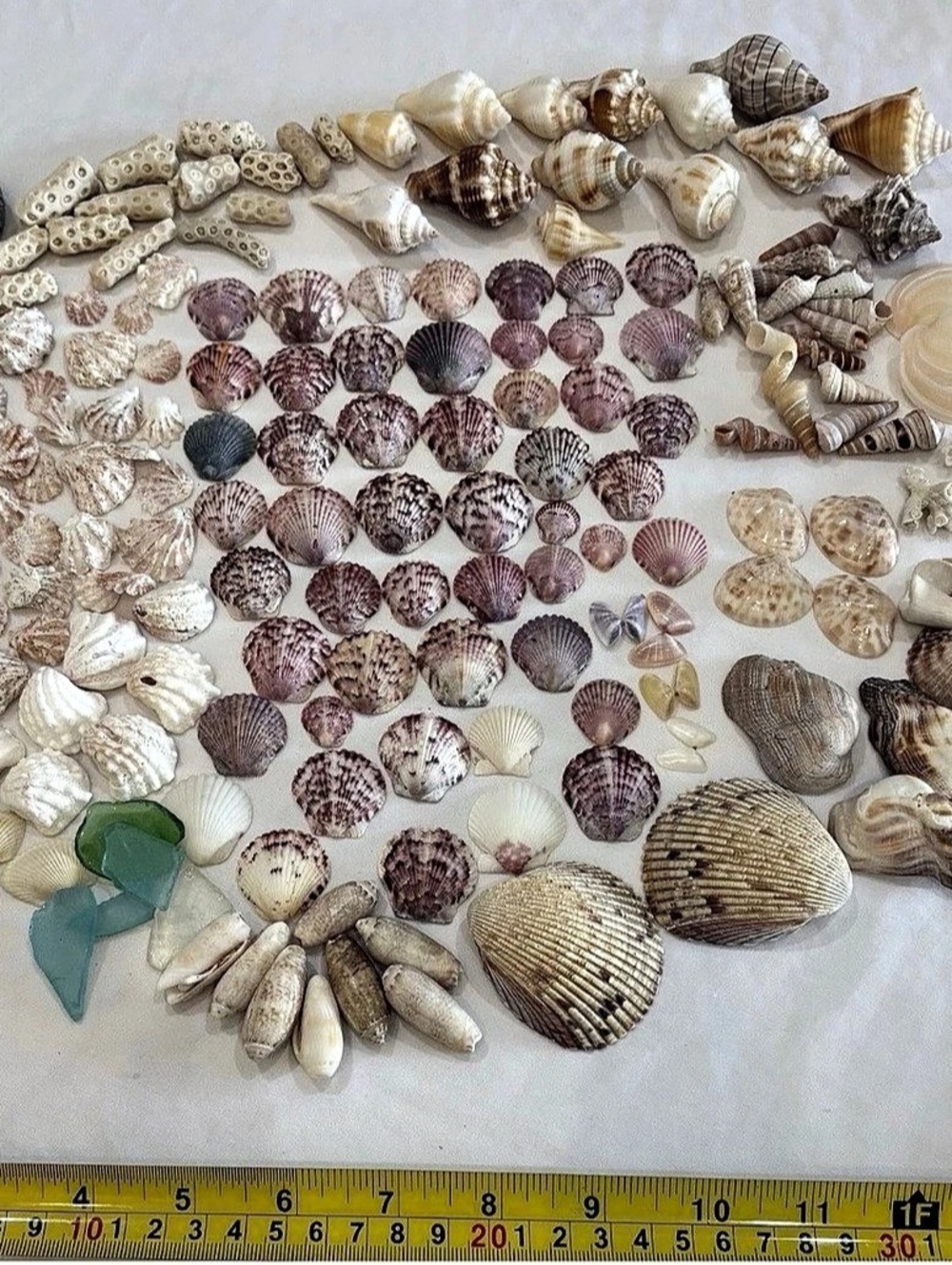 Decorative Natural Shell Collection